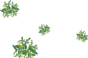 4簇花朵png素材