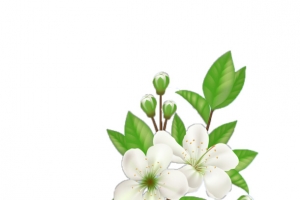 抠图的柑橘花