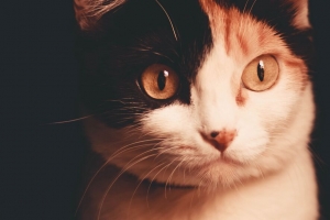 猫 宠物 一瞥 深色 4k壁纸 3840x2160