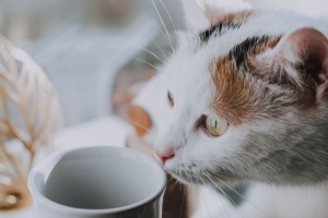 猫 杯子 宠物 浏览 4k壁纸 3840x2160