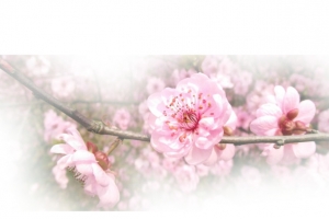 春天 草地 桃花 梨花 渐变透明元素31