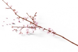 一枝桃花免抠白底图