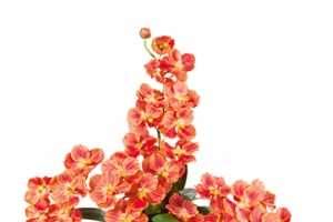 花枝