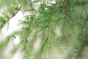 简约二十四节气谷雨海报