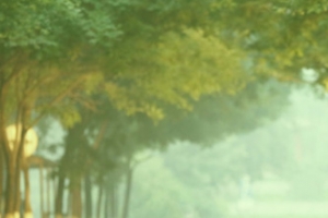 清新小路树林风景