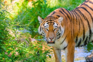 老虎 条纹 捕食者 大猫 水 4k壁纸 3840x2160