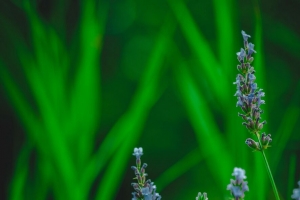薰衣草 花 草本 宏观 4k壁纸 3840x2160