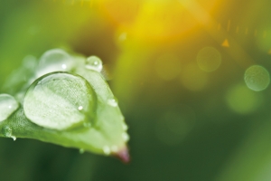 绿色简约白露节气海报