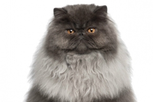 老态的波斯猫