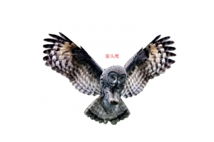 展翅猫头鹰