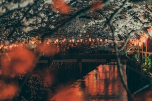 樱花 公园 堤岸 灯光 桥梁 河流 4k壁纸 3840x2160