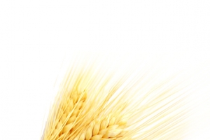 麦子