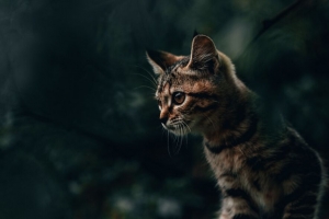 猫 小猫 条纹 4k壁纸 3840x2160