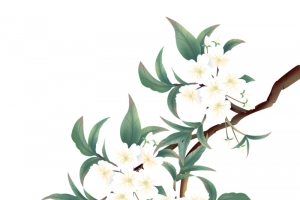 梨花枝条免扣元素梨花