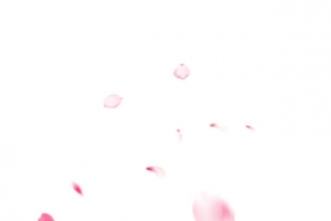 漂浮元素粉色花瓣叶子