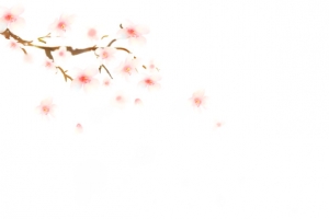 樱花珍珠奶茶