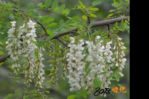 80后记忆：洋槐花