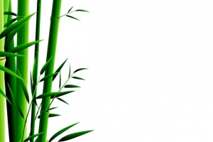 清新竹叶清香竹子