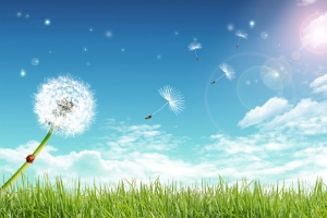 蓝天绿草蒲公英飞背景图
