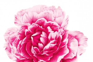 花开富贵—牡丹