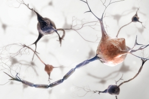 人体细胞细菌等生物高清图片