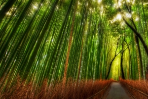 日本京都竹林3440x1440风景壁纸