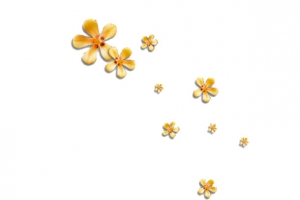 花瓣漂浮物
