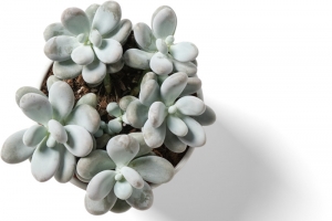 银色多肉装饰素材