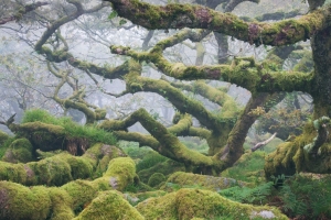 森林 古橡树 绿色植物 苔藓 护眼 5k 风景 壁纸