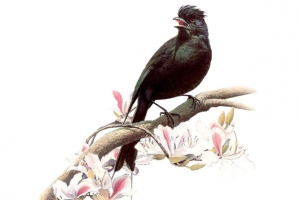 黑色枝头小鸟
