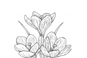 水仙花简笔画高清PNG透明装饰素材免费下载