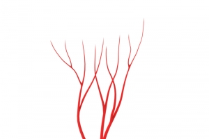 免扣血管模型高清PNG透明图片-设计素材免费下载