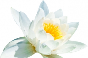 莲花