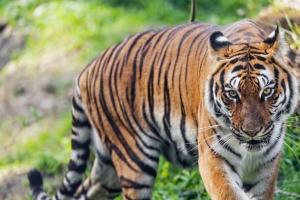 老虎 捕食者 条纹 野生 大猫 草 4k壁纸 3840x2160