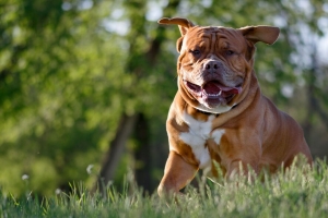 斗牛犬 狗 突出的舌头 4k壁纸 3840x2160