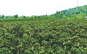 漫山茶树