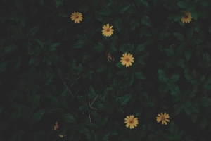 花 叶 植物 深色 绿色 4k壁纸 3840x2160