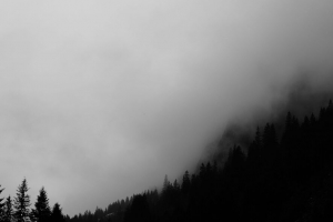 树 雾 森林 黑白 黑色 4k壁纸 3840x2160