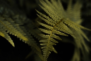 蕨类 植物 叶子 宏 绿色 4k壁纸 3840x2160