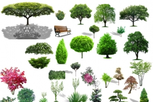 植物素材