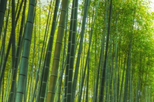 绿色竹林背景