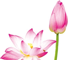 粉色莲花美景花苞待放