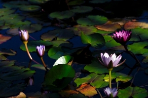 睡莲 花 植物 水 4k壁纸 3840x2160