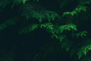 绿松叶3440x1440护眼壁纸