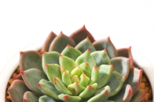 观音莲 多肉植物 青苹果盆栽