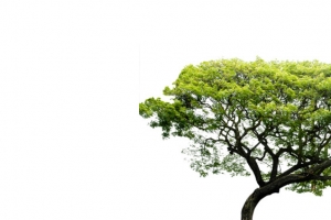 大树美景树叶创意