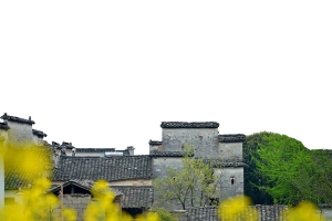 油菜花田中的青色徽州建筑
