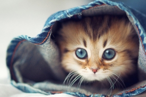 衣服里的小猫