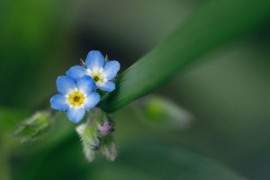 花 叶 植物 宏观 4k壁纸 3840x2160