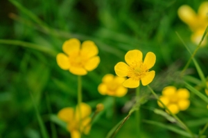 毛茛 花 花瓣 黄色 微距 树叶 4k壁纸 3840x2160